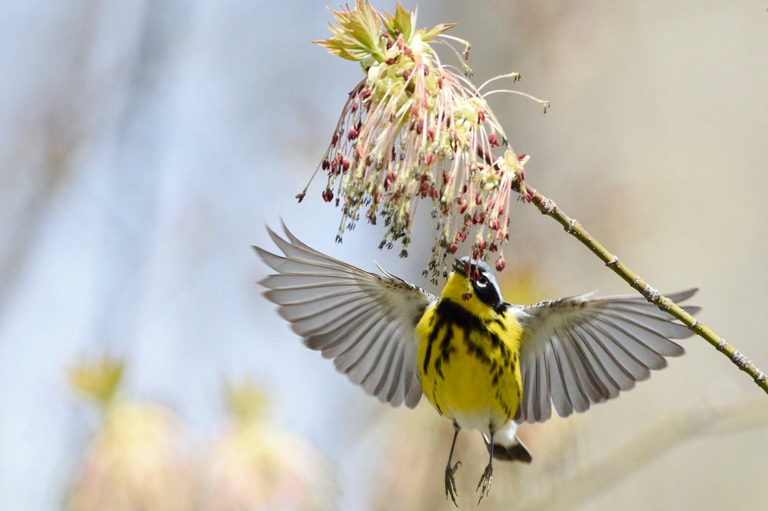 A Magnolia Warbler hunts for insects in the spring catkins of a Box Elder tree, a native plant in New York City. Photo: Dennis Derby/Audubon Photography Awards