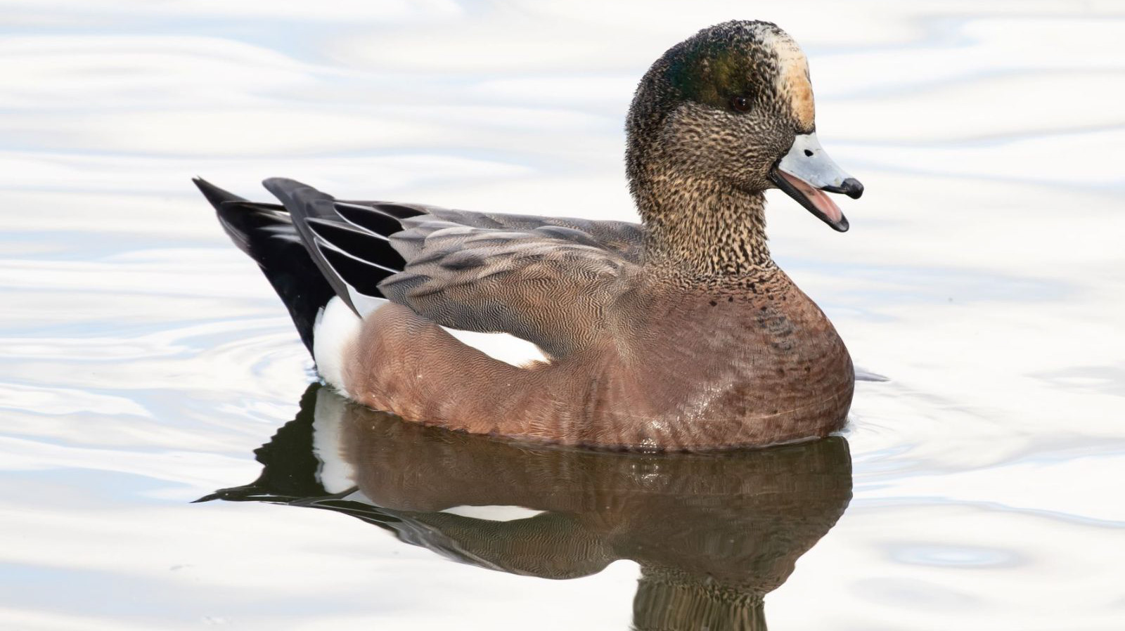 Photo: a male American Wigeon. Credit: Ryan F. Mandelbaum