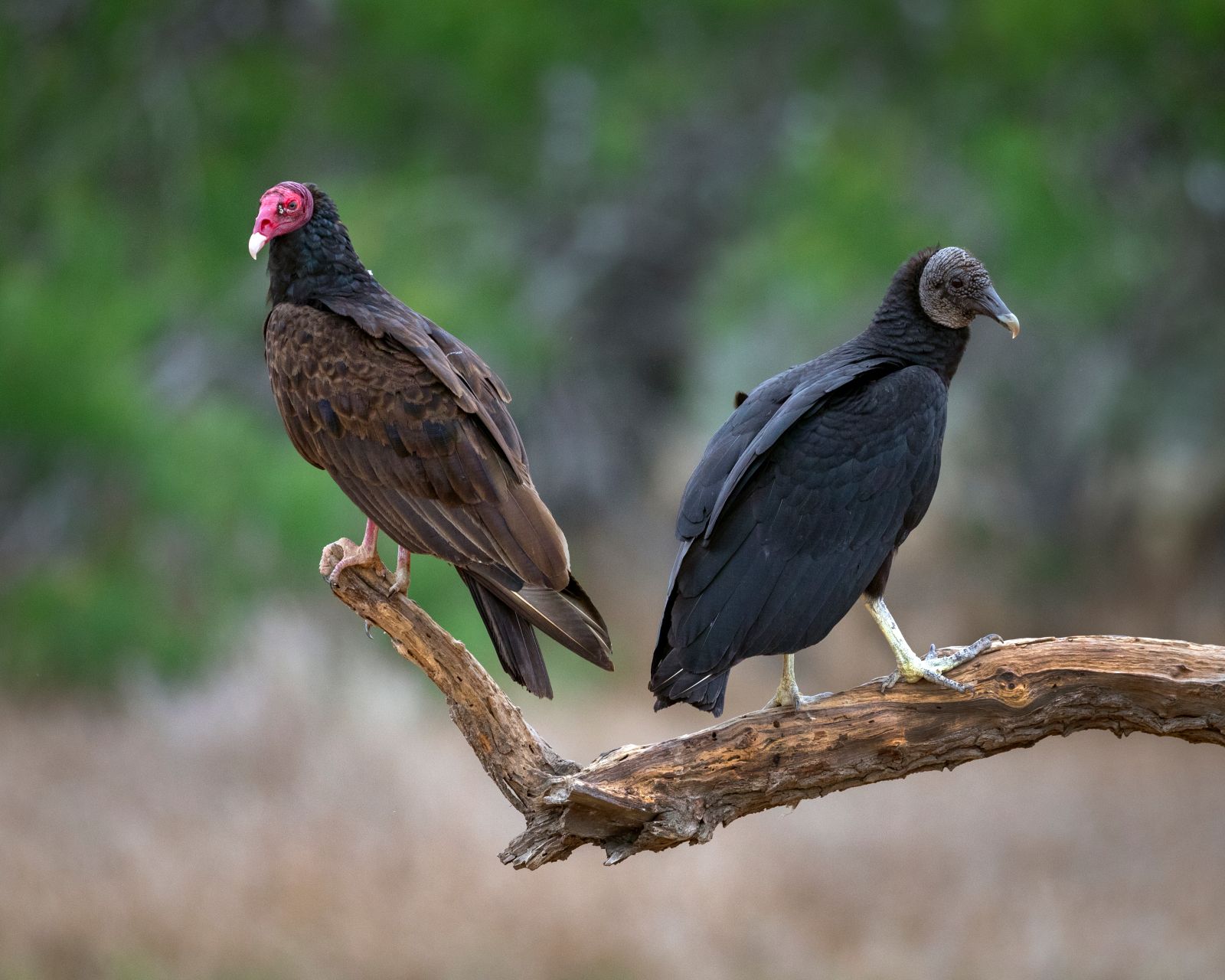 Vultures  Trouble Free Pool