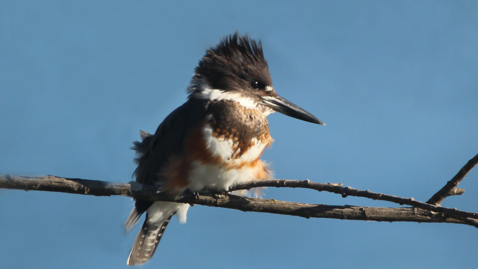 Photo: a female Belted Kingfisher. Credit: Dave Ostapiuk