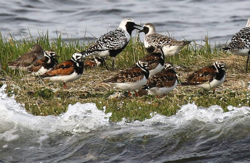 Ruddy Turnstones and Black-bellied Plovers in Jamaica Bay. Photo: Don Riepe