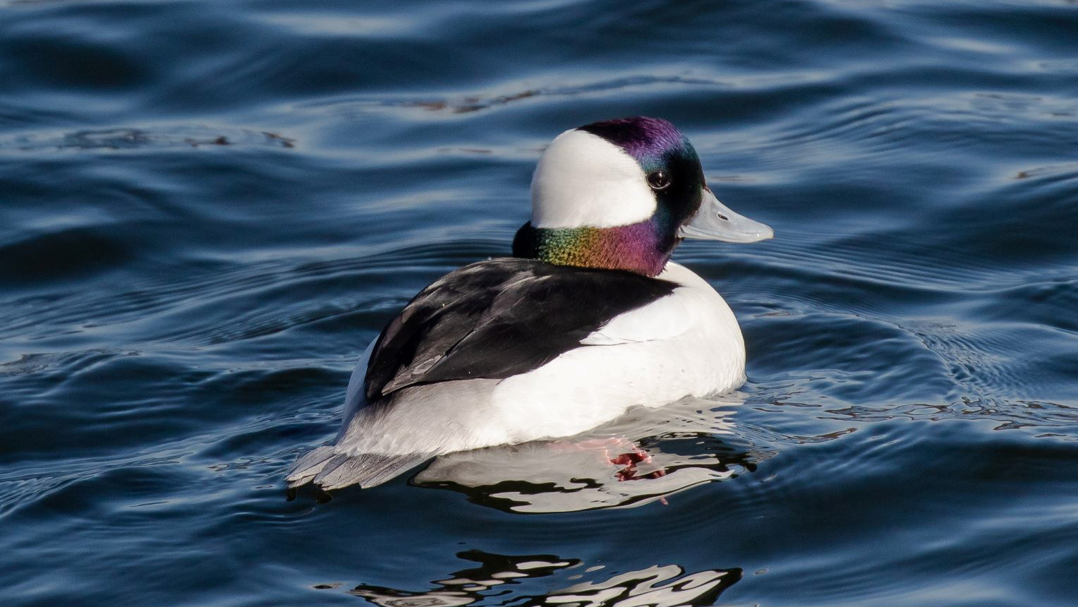 Photo: a male Bufflehead. Credit: Ryan F. Mandelbaum