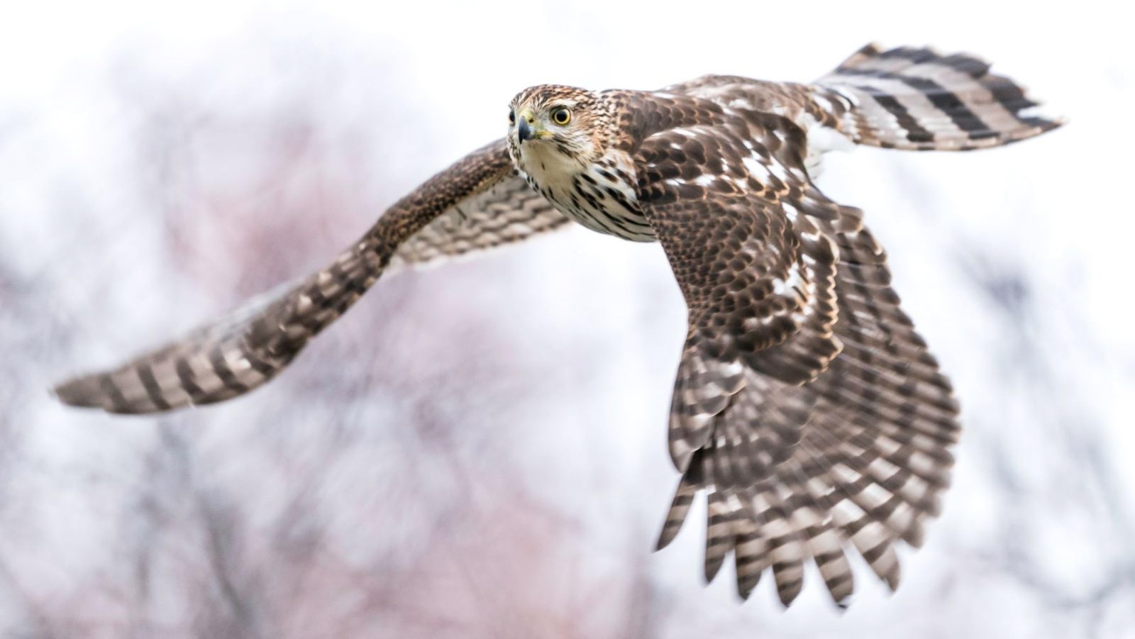 Photo: an immature Cooper's Hawk. Credit: Jason Kandume/Audubon Photography Awards