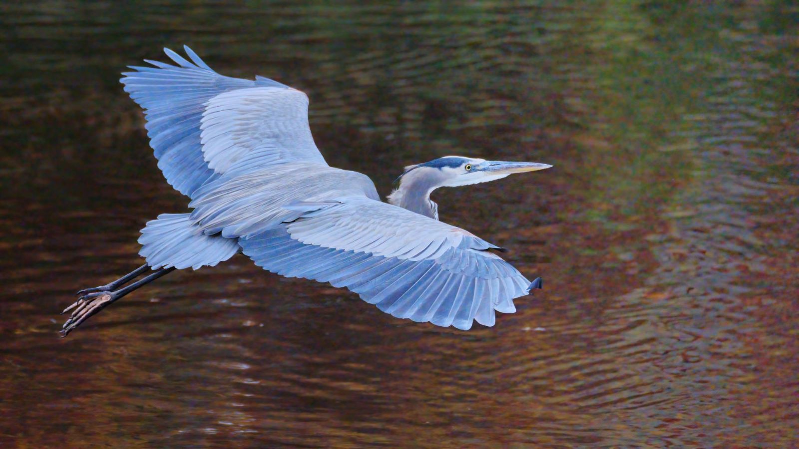 Photo: A Great Blue Heron flies over the water. Credit: Veit/CC BY-ND 2.0
