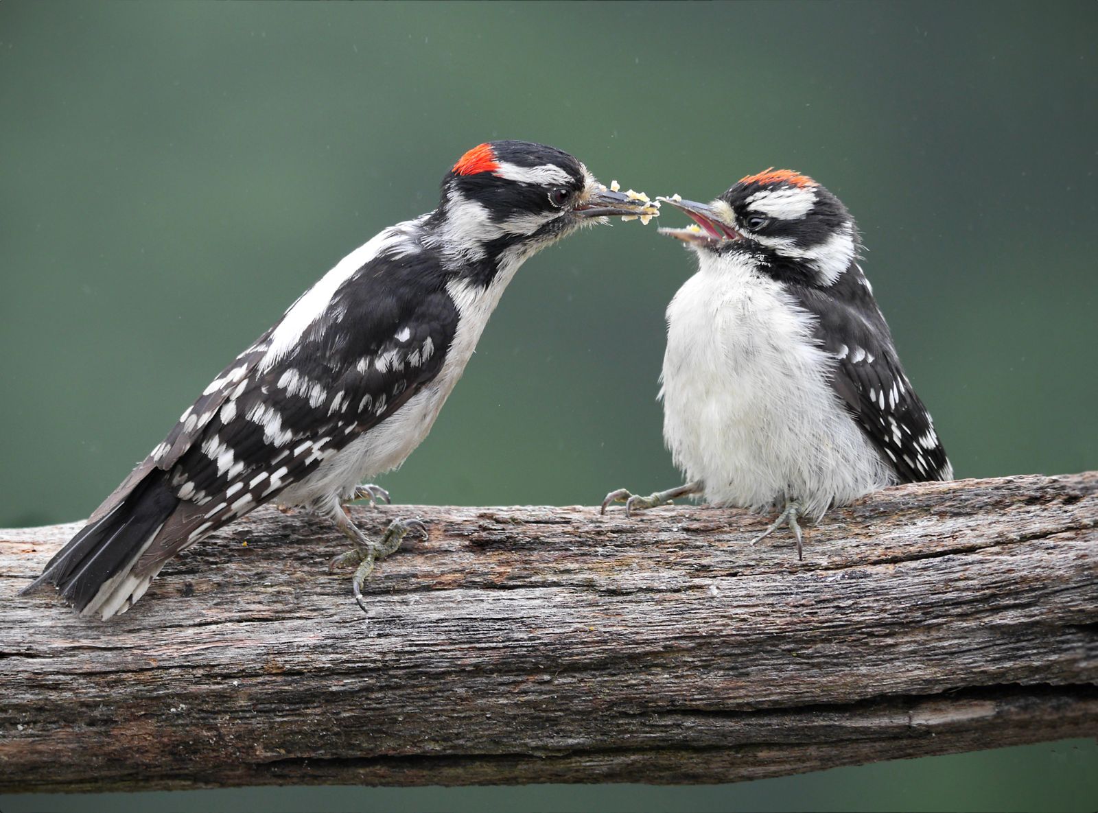 Hairy Woodpecker feeding fledgling. Photo: Alice Liang/Audubon Photography Awards