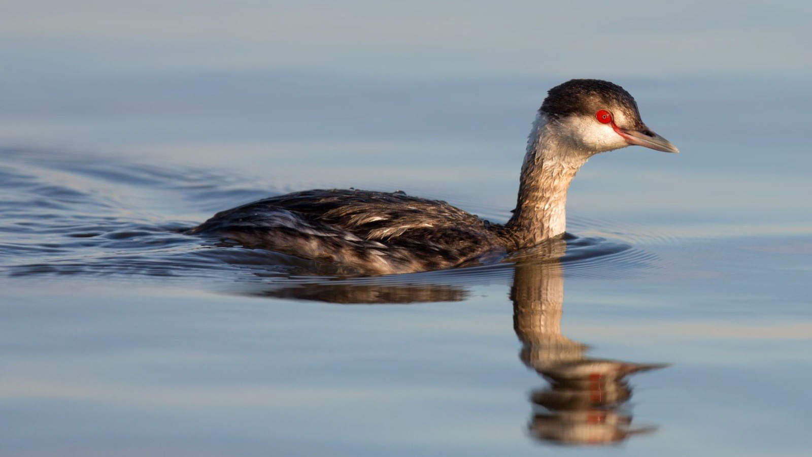 Photo: a swimming Horned Grebe. Credit: Judy Lyle/Great Backyard Bird Count