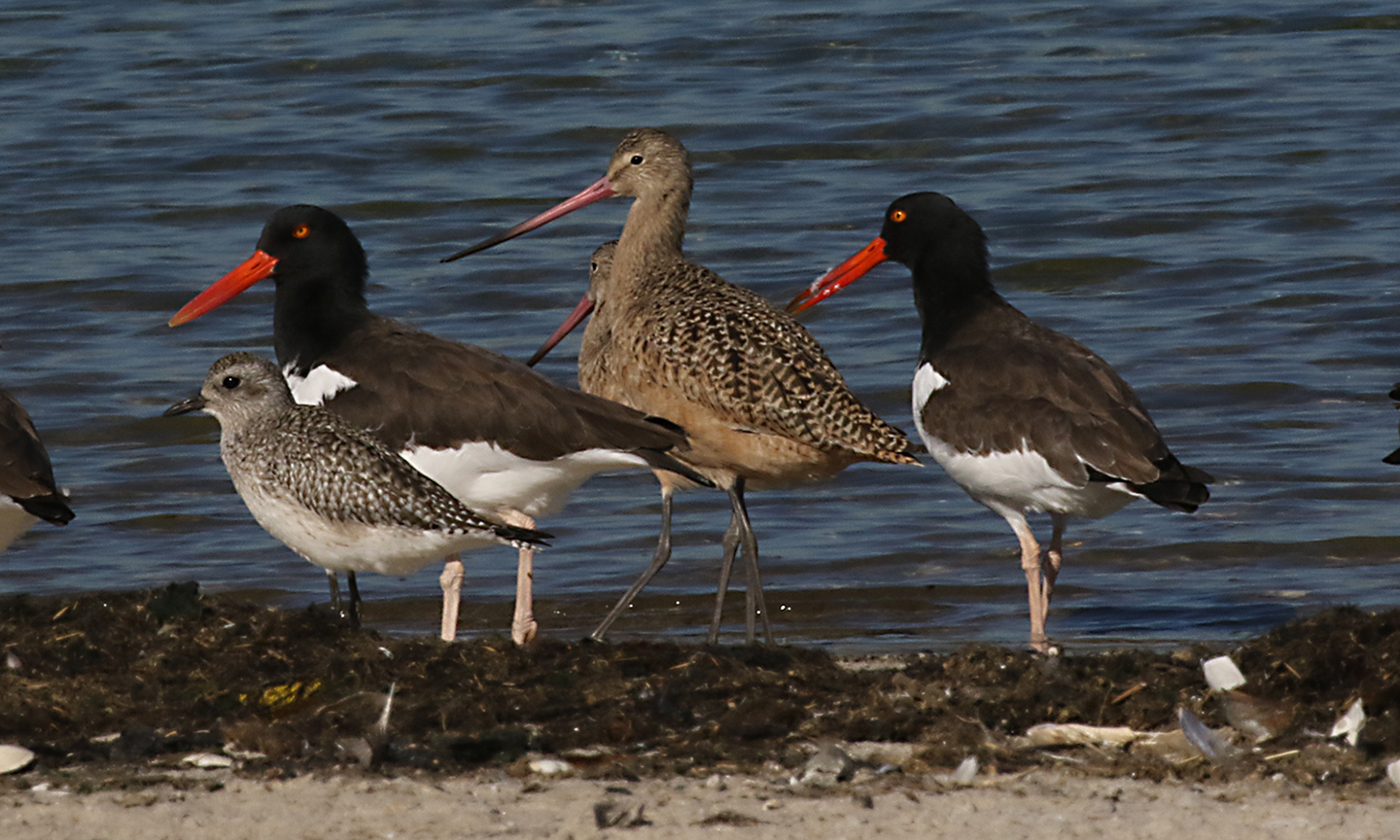 Black-bellied Plover, American Oystercatcher, and Marbled Godwit. Photo: Don Riepe