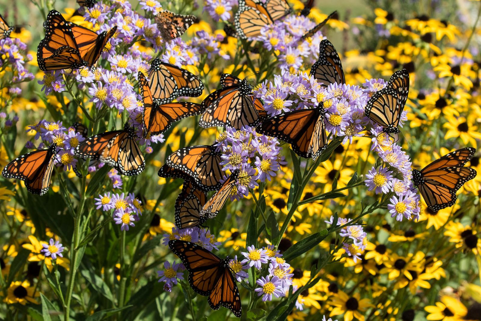 A Monarch Buttery feeds on Butterfly Weed (Asclepias tuberosa). Photo: Don Riepe