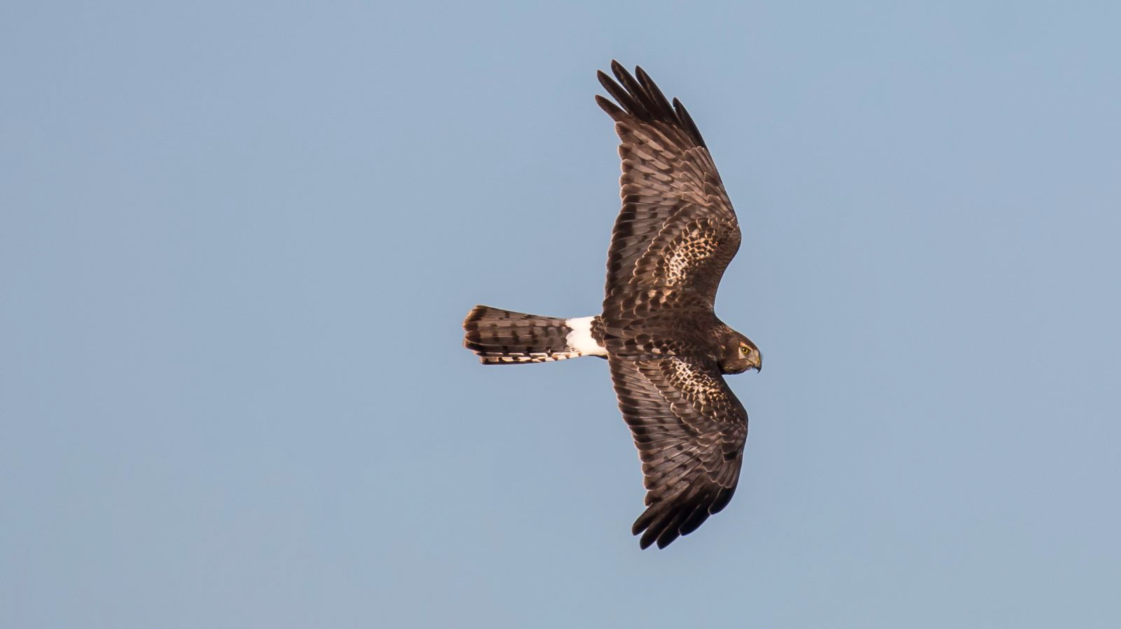 Photo: a northern Harrier in Brookfield Park. Credit: Lawrence Pugliares