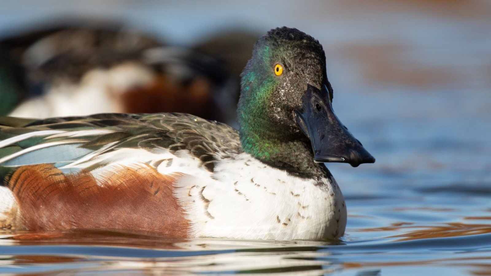 Photo: a male Northern Shoveler. Credit: Ryan F. Mandelbaum