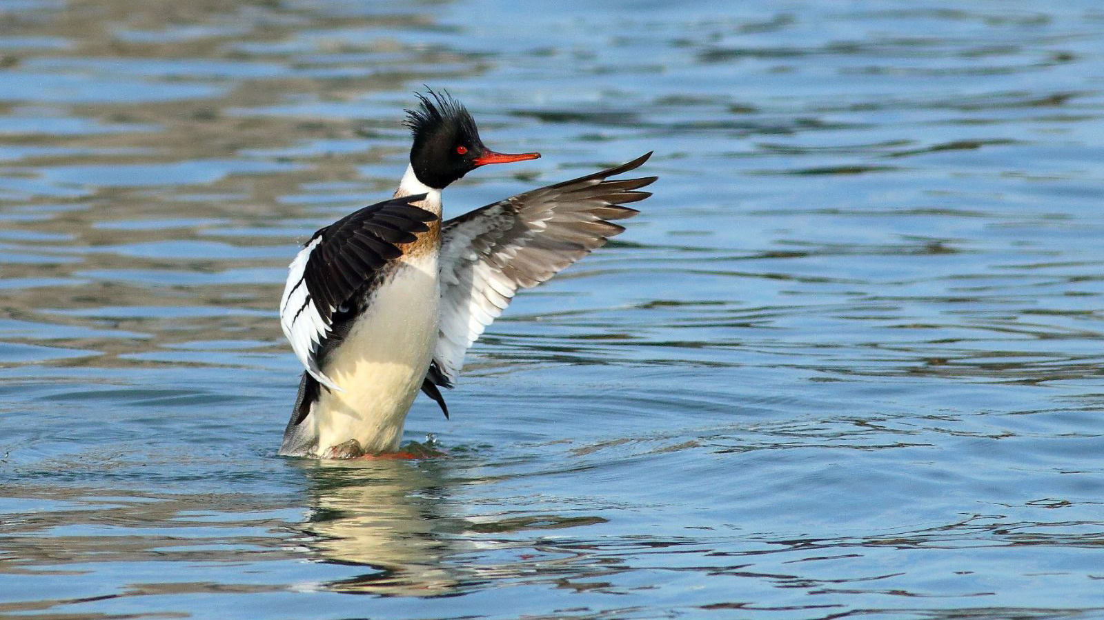 Photo: a male Red-breasted Merganser. Credit: Isaac Grant