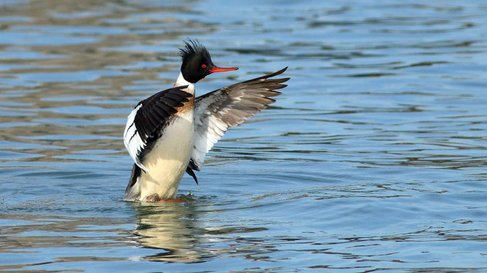 Photo: A male Red-breasted Merganser. Credit: Isaac Grant