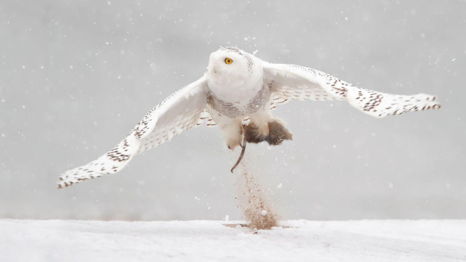 Photo: A Snowy Owl catches a rodent. Credit: Isaac Grant
