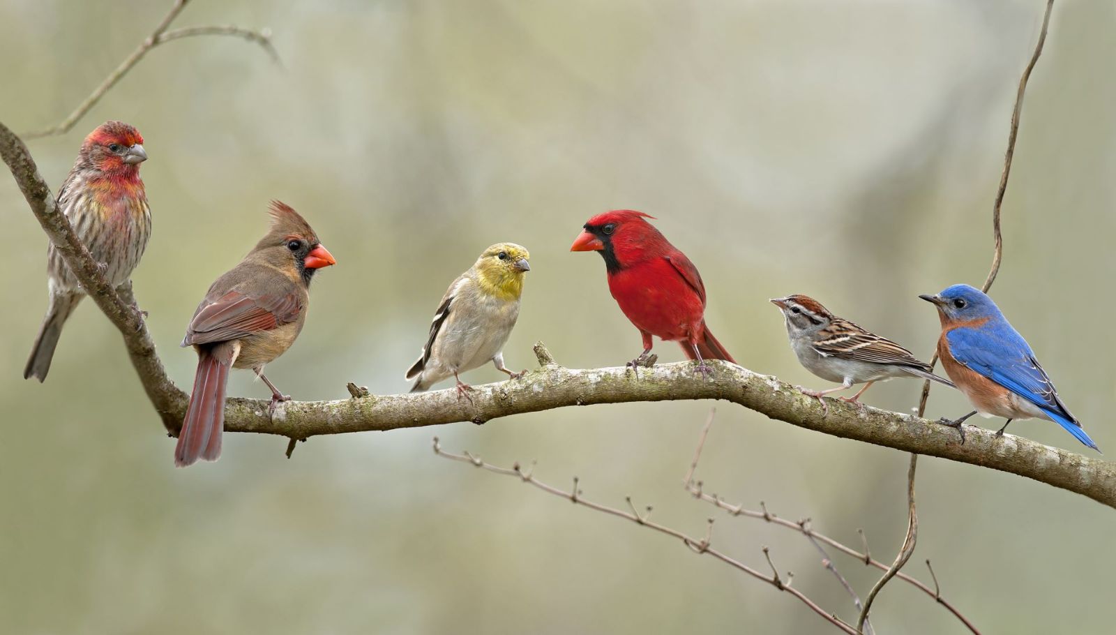 Photo: a series of colorful birds sit on a branch. Credit: Shutterstock
