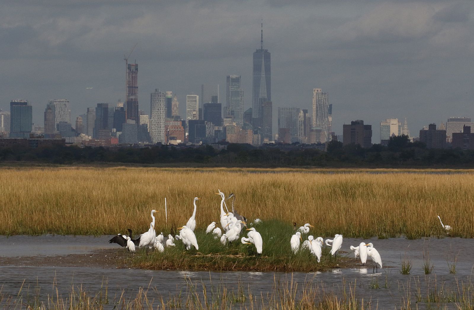 Great and Snowy Egrets in Jamaica Bay. Photo: Don Riepe