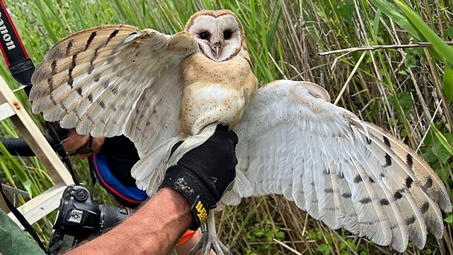 A Barn Owl spreads its wings. Photo: Don Riepe