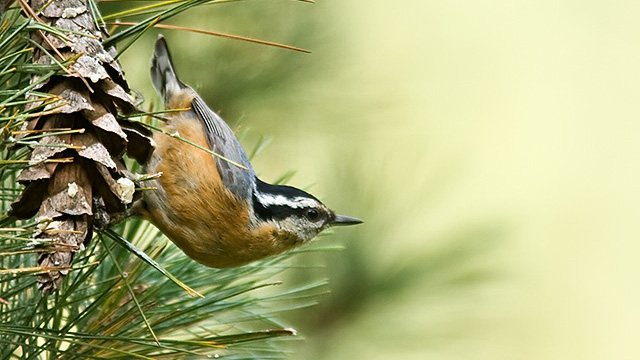 Photo: A Red-breasted Nuthatch on a pine cone. Credit: Lloyd Spitalnik