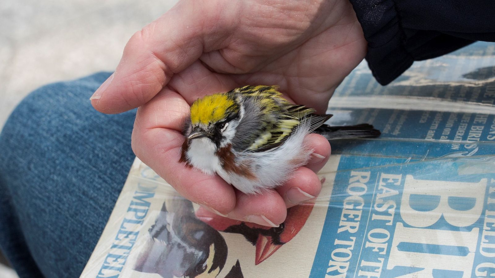 Stunned Chestnut-sided Warbler found by Project Safe Flight Volunteer. Photo: Sophie Butcher