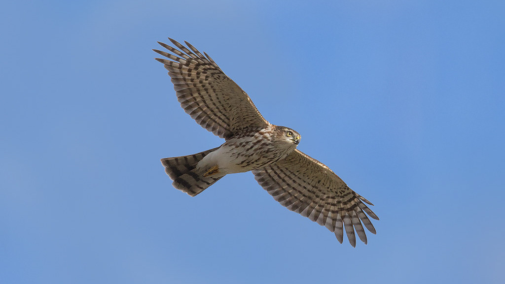 Sharp-shinned Hawk. Photo: David Speiser